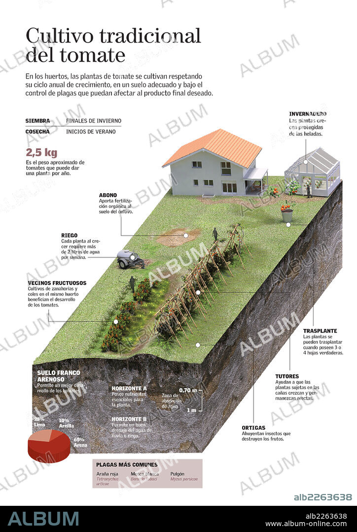 Cultivo tradicional del tomate. Infografía sobre el método tradicional del cultivo del tomate.