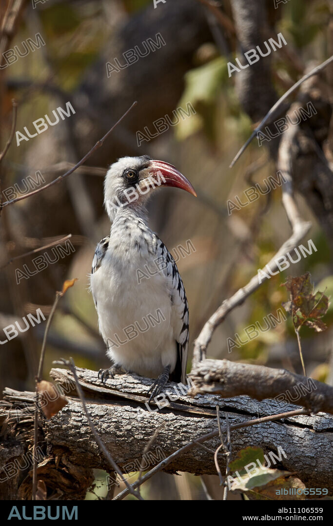 Ruaha hornbill (Ruaha red-billed hornbill) (Tanzanian red-billed hornbill) (Tockus ruahae), Ruaha National Park, Tanzania, East Africa, Africa.