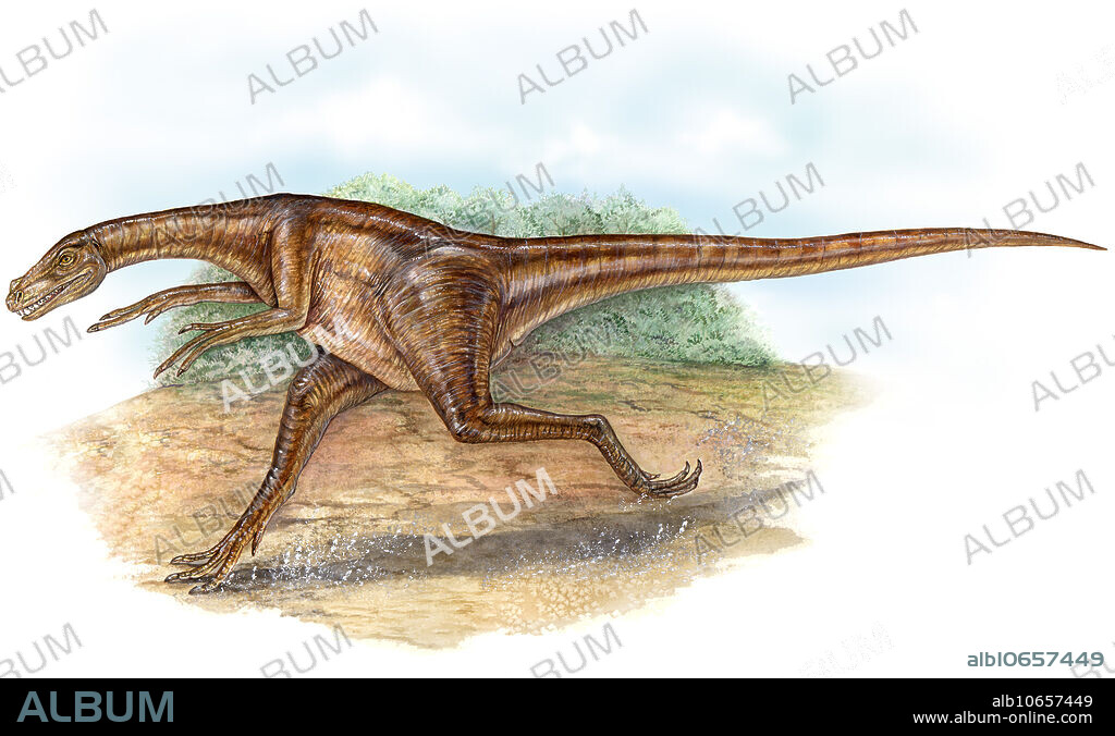 Ornitholestes hermanni, a small carnivorous theropod biped, was approximately 8 feet in length and lived in North America in the late Jurassic Period. It had elongated forelimbs and hands to reach and grasp prey, and short shins adapted for running. It possibly was an example of a warm blooded (endothermic) species, exhibiting a high level of activity and metabolic rate characteristic of present day birds.