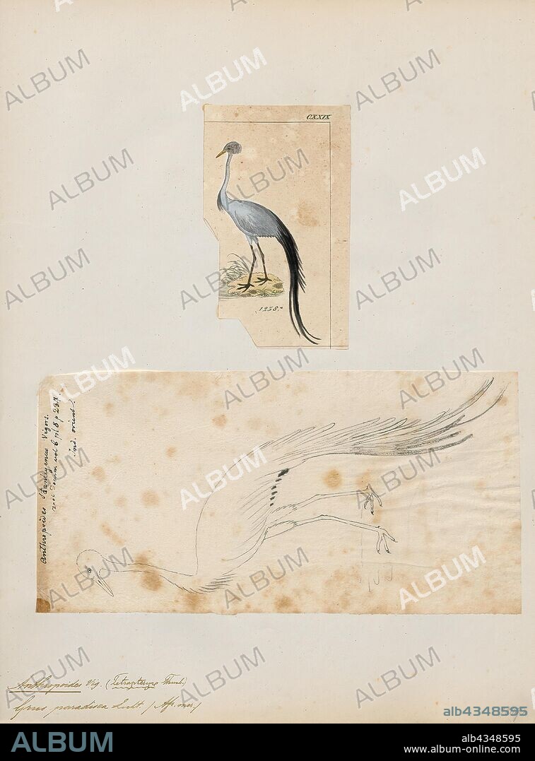 Anthropoides paradisea, Print, The blue crane (Grus paradisea), also known as the Stanley crane and the paradise crane, is the national bird of South Africa. The species is listed as Vulnerable by the IUCN., 1700-1880.