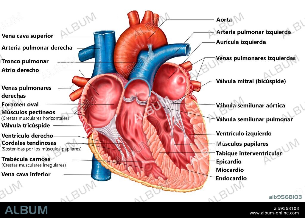 Anatomy of heart interior, frontal section.