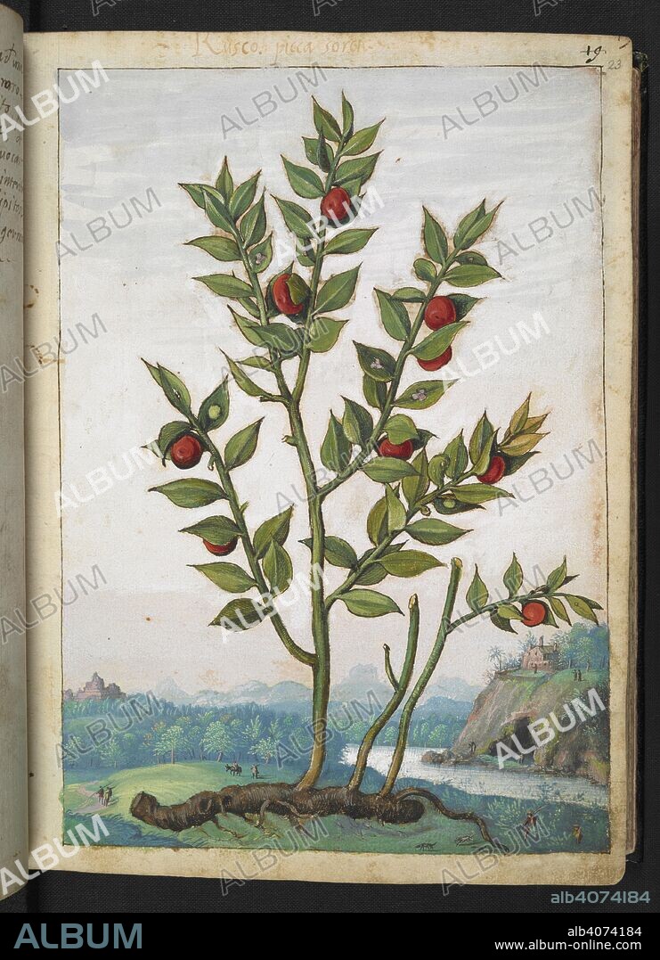 GHERALDO CIBO. A plant bearing red berries. Coloured drawings of plants, copied from nature in the Roman States, by Gerardo Cibo. Vol. I. Pietro Andrea Mattioli, Physician, of Siena: Extracts from his edition of Dioscorides' "de re Medica":. Italy, c. 1564-1584. Source: Add. 22332 f.23. Language: Italian.