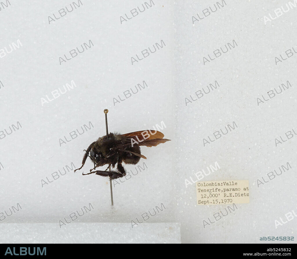 Valle Tenerife, Valle del Cauca, Colombia, Bombus sp., Animalia, Arthropoda, Insecta, Hymenoptera, Apidae, Apinae.