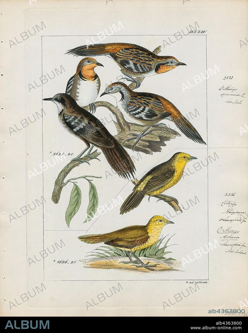 Orthonyx spinicauda, Print, Orthonychidae, The logrunners (Orthonyx) are a clade of birds which comprises three species of passerine birds endemic to Australia and New Guinea. Some authorities consider the Australian family Cinclosomatidae to be part of the Orthonychidae. The three species use their stiffened tails to brace themselves when feeding., 1820-1860.
