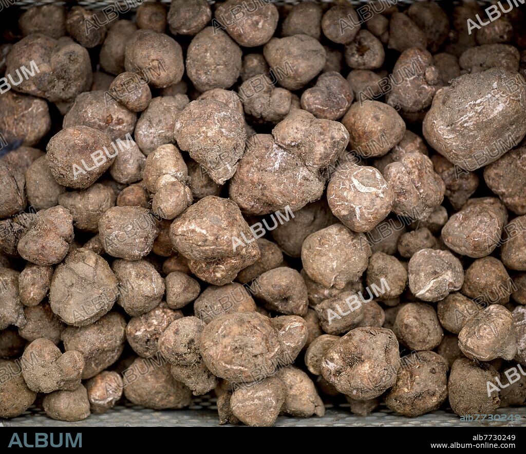 TRUFAS - CRIADILLAS (PATATAS SILVESTRES).