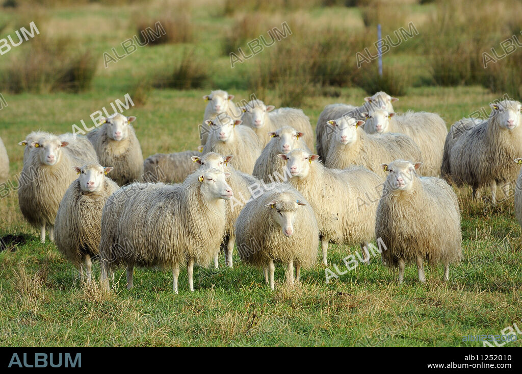 Diepholzer Moorschnucke (Moorland sheep) (Ovis aries), a rare old breed adapted to moorland living, Rehdener Geestmoor, Lower Saxony, Germany, Europe.