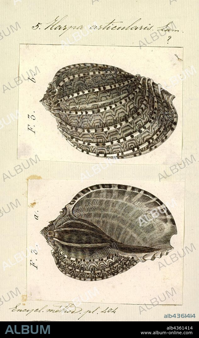 Harpa articularis, Print, Harpa articularis, common name the articulate harp shell, is a species of sea snail, a marine gastropod mollusk in the family Harpidae, the harp snails.