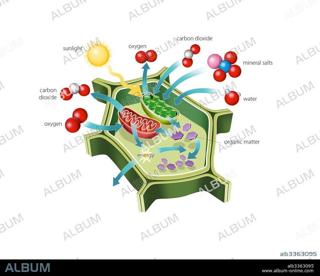 Relationship between photosynthesis and cellular respiration.