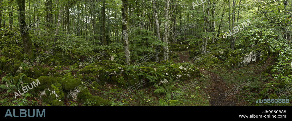 beech forest near Lizarrusti, Alleko Tour, [SL-Gi 2004], Aralar natural park, Guipuzcoa-Navarra, Spain.