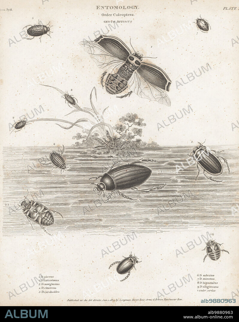 Great silver water beetle, Hydrophilus piceus 1, Dytiscus latissimus 2, Hydroporus marginatus 3, Graphoderus cinereus 4, Dytiscus caraboides 5, Acilius sulcatus 6, Laccophilus minutus 7, Agabus bipustulatus (D. bipustulus) 8, and Agabus uliginosus 9. Copperplate engraving by Thomas Milton from Abraham Rees' Cyclopedia or Universal Dictionary of Arts, Sciences and Literature, Longman, Hurst, Rees, Orme and Brown, Paternoster Row, London, January 1, 1814.