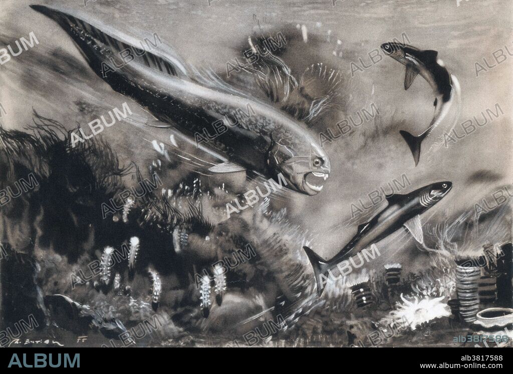 Dinichthys herzeri is an extinct, giant, marine arthrodire placoderm from the Late Devonian of Ohio and Tennessee. For much of the 20th century, many unrelated large arthrodires were classified together within this genus, including species now assigned to Dunkleosteus, Eastmanosteus, and Titanichthys. Today, Dinichthys is considered a monotypic genus, containing only the type species, D. herzeri. Devonian is the fourth period of the Paleozoic Era, encompassing an interval of geologic time between 418 and 362 million years before present based on radiometric data. The great diversification of fish in the Devonian has led to the term "Age of Fishes" for the period. The first ray-finned and lobe-finned bony fish appeared, while the placoderms began dominating almost every known aquatic environment. In the oceans, primitive sharks became more numerous than in the Silurian and the late Ordovician. The first ammonite mollusks appeared. Trilobites, the mollusk-like brachiopods and the great coral reefs, were still common. The Late Devonian extinction which started about 375 million years ago, severely affected marine life, killing off all placoderms, and all trilobites, save for a few species of the order Proetida. No artist was credited in the caption.