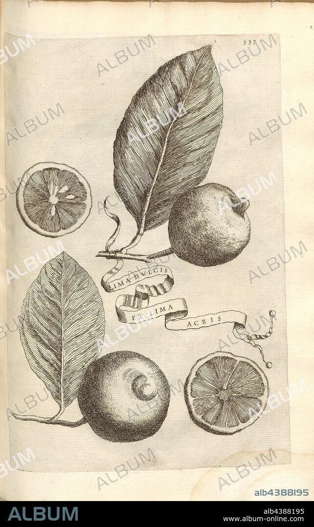Sweet file and the file Lokecroft, Citrus fruit, Fig. 72, according to p. 332, 1646, Giovanni Battista Ferrari: Hesperides sive de malorum aureorum cultura et usu libri quatuor. Romae: sumptibus Hermanni Scheus, 1646.