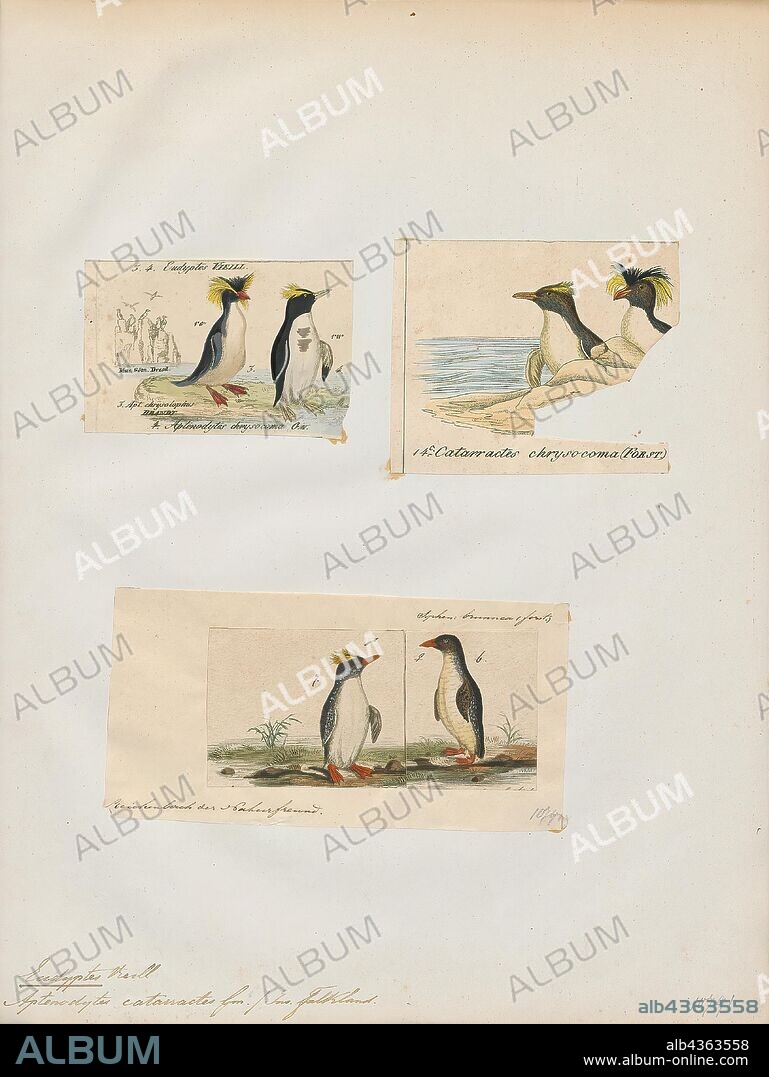 Eudyptes catarractes, Print, Crested penguin, The term crested penguin is the common name given collectively to species of penguins of the genus Eudyptes. The exact number of species in the genus varies between four and seven depending on the authority, and a Chatham Islands species became extinct in recent centuries. All are black and white penguins with yellow crests, red bills and eyes, and are found on Subantarctic islands in the world's southern oceans. All lay two eggs, but raise only one young per breeding season; the first egg laid is substantially smaller than the second., 1700-1880.