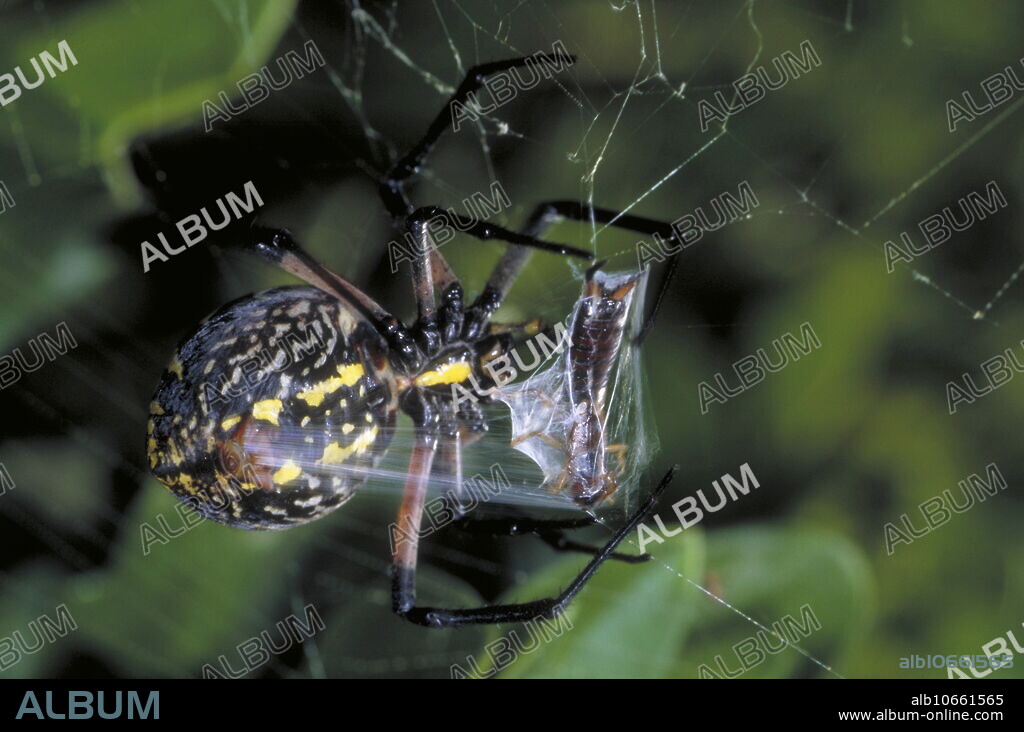 Orb weaver spider (Argiope sp.) eating an earwig (order Dermaptera). This spider builds large, circular webs at ground level in grass and other low vegetation, in which it catches its insect prey. The web can be up to half a metre across and a female orb weaver spider can handle prey of double her own size. The orb weaver spider is commonly found in late summer and autumn throughout the North America. Photographed at Morro Bay, California, USA.