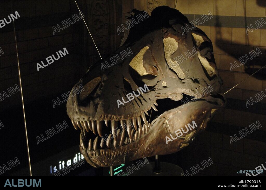 Tyrannosaurus Rex. Tyrannosaurid theropod dinosaur. 67-65 million years. Upper Cretaceous. Maastrichtian. Skull. Natural History Museum. London. United Kingdom.