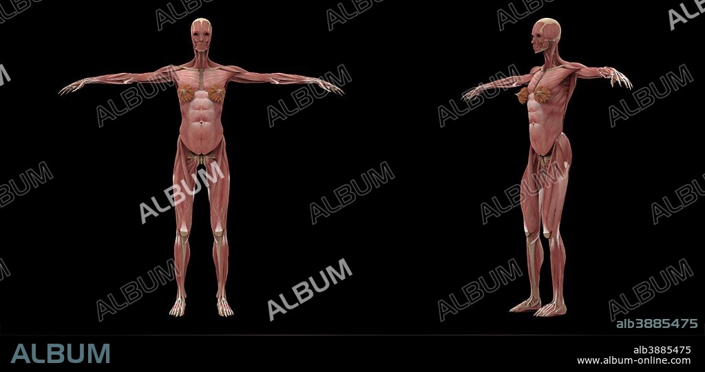 3D rendering of female muscular system.