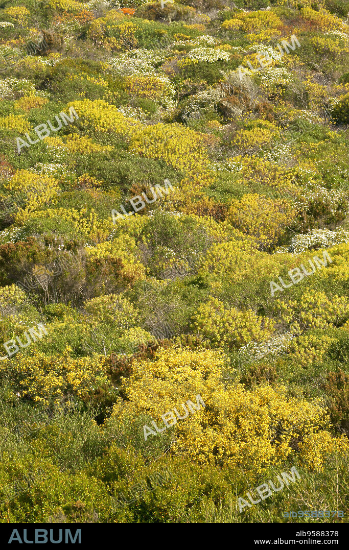 Matorral mediterraneo. Sa Mesquida.Menorca.Reserva de la Bioesfera.Illes Balears.España.