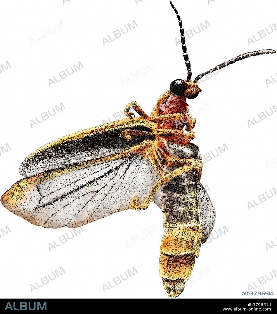 Common easter firefly, Photinus pyralis, is the most common species of firefly in North America.
