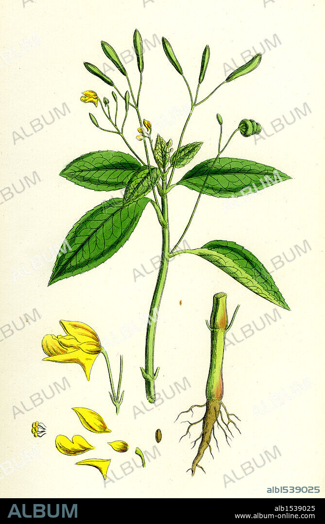 Impatiens parviflora; Small Balsam.