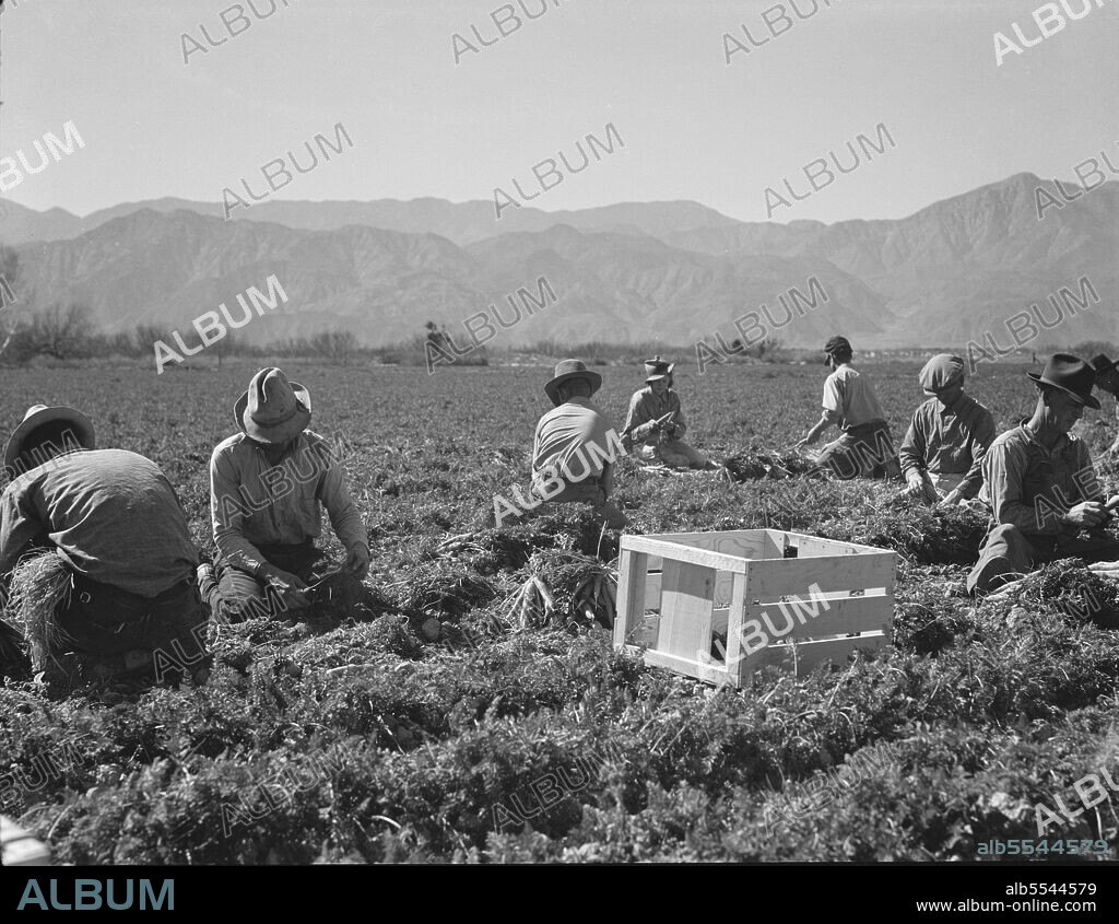 DOROTHEA LANGE. Carrot pullers from Texas, Oklahoma, Missouri, Arkansas and Mexico. "We come from all states and we can't make a dollar in this field noways. Working from seven in the morning until twelve noon, we earn an average of thirty-five cents." California.