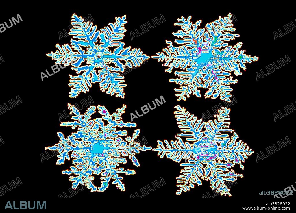 False color computer enhanced image of snowflakes. Snowflakes exhibit a general six-fold symmetry, dictated by the crystal lattice structure of ice. A 'perfect' snowflake would be a regular hexagon, so these beautiful shapes represent incomplete crystal growth. The variety of shapes obtained through the crystal growth process means that no two identical flakes have been observed. These images were obtained by obtaining aresin cast of the crystals, then creating a digitized image which was enhanced with false colors by a computer.