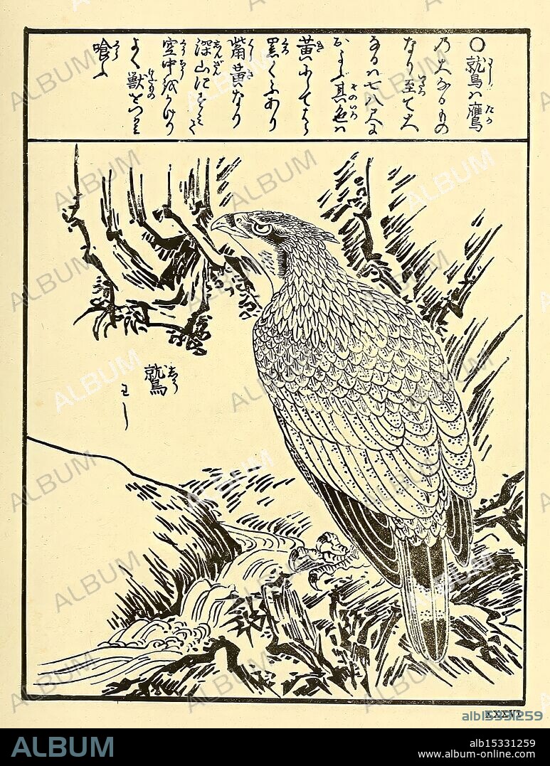 Encyclopédie Japonaise Leyde Netherlands Brill 1875 Birds Japan, The illustration features a majestic bird of prey perched on a rocky outcrop, showcasing its keen gaze and sharp features. The bird's feathers are intricately detailed, emphasizing the texture and pattern of its plumage. Surrounding the bird are elements of nature, including a flowing stream and foliage, which add depth to the scene. Japanese characters are displayed alongside the image, possibly indicating the name of the bird or describing its characteristics and habitat. The overall composition conveys a sense of grace and the beauty of wildlife in its natural environment.