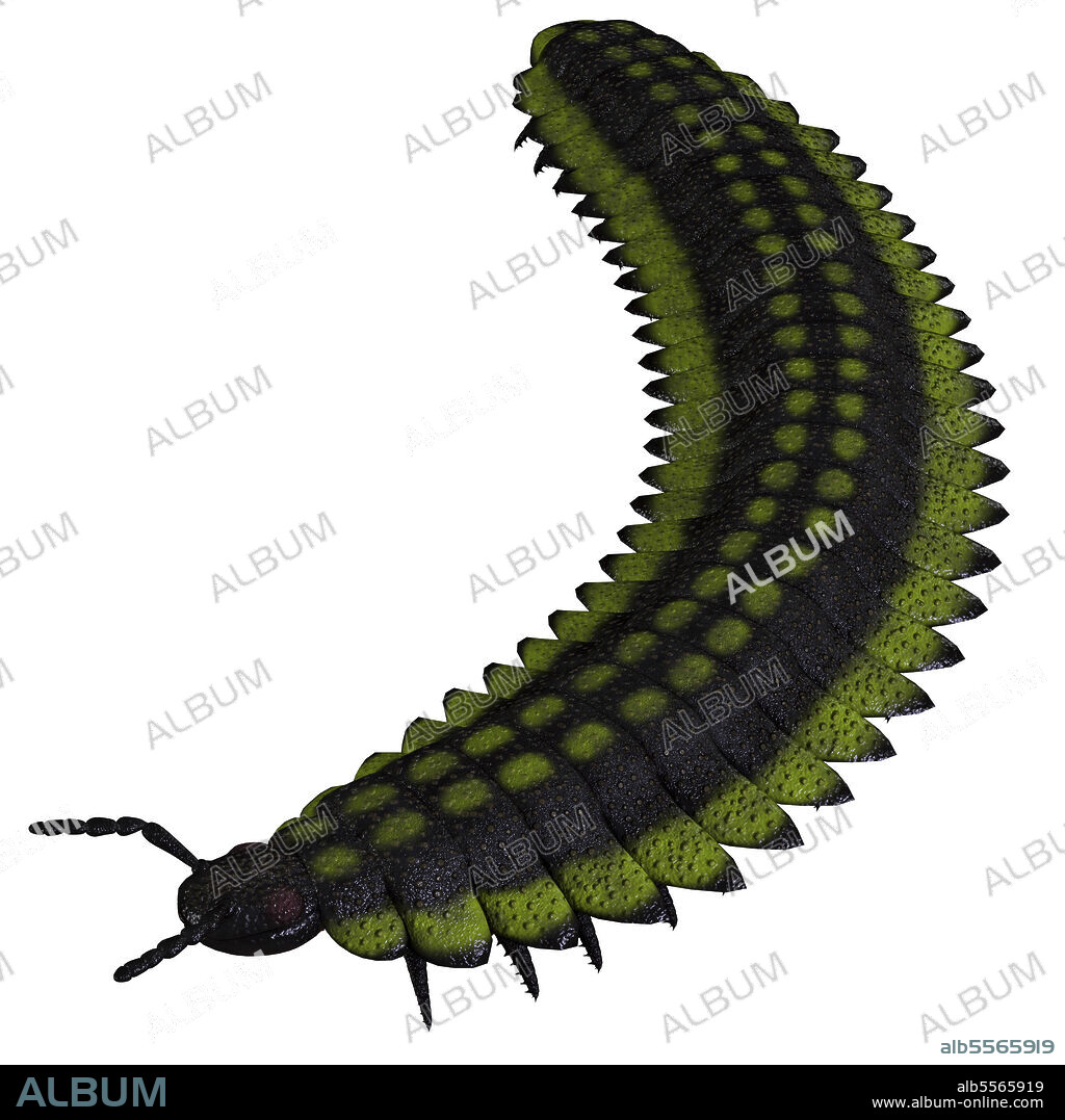 Arthropleura invertebrate of the Late Carboniferous Period. Arthropleura was a carnivorous centipede insect that lived in North America and Scotland during the Carboniferous Period.