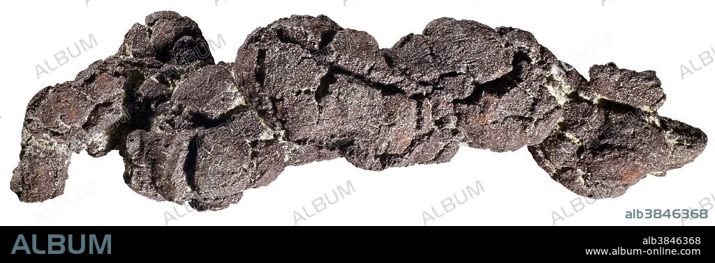 Coprolite - Fossilized feces.