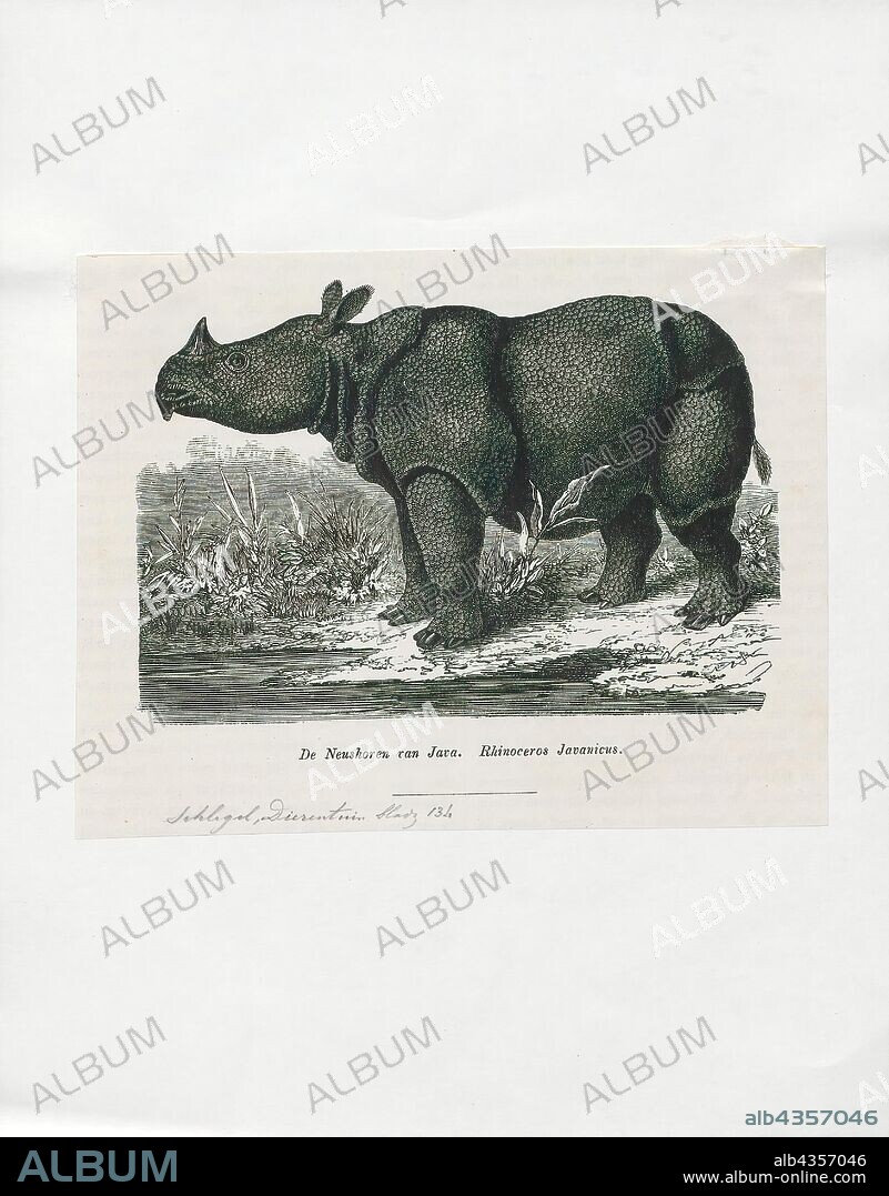 Rhinoceros javanicus, Print, A rhinoceros, commonly abbreviated to rhino, is one of any five extant species of odd-toed ungulates in the family Rhinocerotidae, as well as any of the numerous extinct species therein. Two of the extant species are native to Africa and three to Southern Asia. The term "rhinoceros" is often more broadly applied to now extinct species of the superfamily Rhinocerotoidea., 1700-1880.