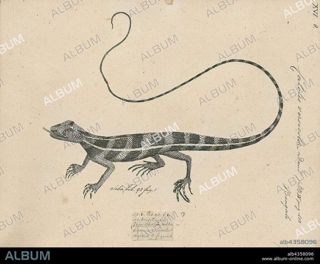 Calotes versicolor, Print, The oriental garden lizard, eastern garden lizard, bloodsucker or changeable lizard (Calotes versicolor) is an agamid lizard found widely distributed in indo-Malaya. It has also been introduced in many other parts of the world., 1700-1880.