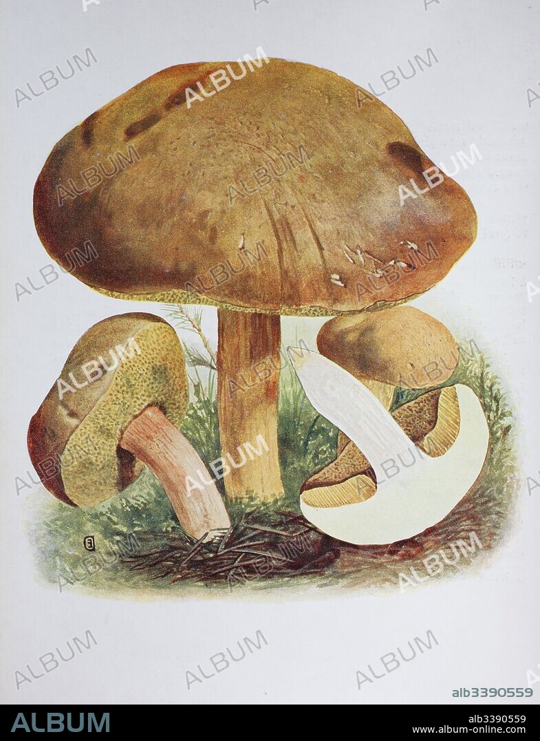 Xerocomus subtomentosus, commonly known as suede bolete, brown and yellow bolet, boring brown bolete or yellow-cracked bolete, is a species of bolete fungus in the family Boletaceae, digital reproduction of an ilustration of Emil Doerstling (1859-1940).