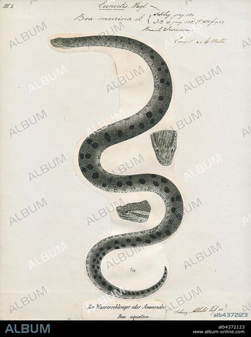 Boa murina, Print, The green anaconda (Eunectes murinus), also known as common anaconda or common water boa, is a non-venomous boa species found in South America. It is the heaviest and one of the longest known extant snake species. The term "anaconda" often refers to this species, though the term could also apply to other members of the genus Eunectes., 1700-1880.