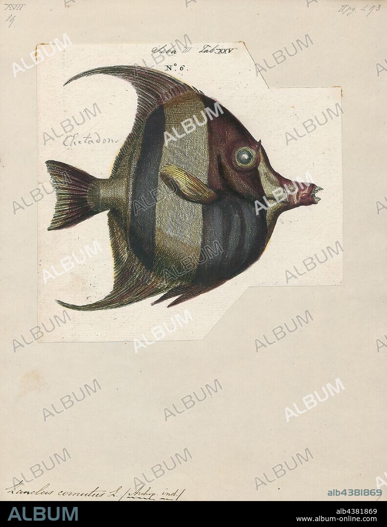 Zanclus cornutus, Print, The Moorish idol (Zanclus cornutus), is a marine fish species, the sole extant representative of the family Zanclidae (from the Greek ?a?????, zagkios, "oblique") in order Perciformes. A common inhabitant of tropical to subtropical reefs and lagoons, the Moorish idol is notable for its wide distribution throughout the Indo-Pacific. A number of butterflyfishes (genus Heniochus) closely resemble the Moorish idol. It is closely related to, if not a direct descendant of, the extinct Eozanclus brevirostris, from the Middle Eocene of Monte Bolca., 1700-1880.