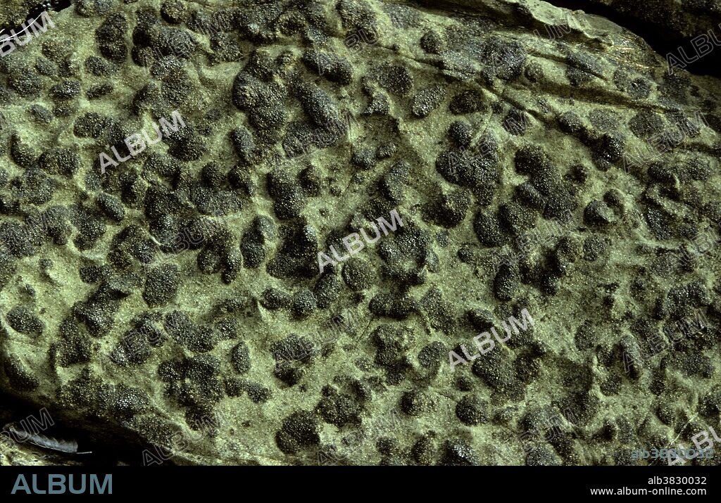 The layered ultramafic rock on Duke Island, Alaska, has mineral cumulate layers that resemble the bedding of sedimentary rocks despite being in an igneous intrusion. This photo is of clinopyroxene spherules.