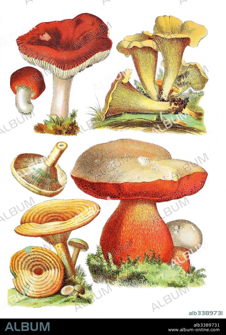 Sickener, emetic russula, or vomiting russula, Russula emetica (top left),  Chanterelle, Cantharellus cibarius (top right), saffron milk cap and red pine mushroom, Lactaria deliciosus (left bottem),  Satan's bolete, Rubroboletus satanas, Syn. Boletus satanas (right bottem).