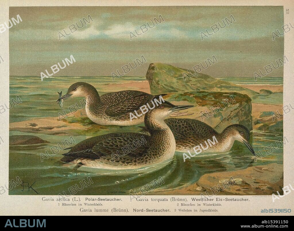 Naumann Naturgeschichte der Vögel Mitteleuropas v.12 Gera-Untermhaus F.E. Köhler 1897-1905 v.1 1905 birds Europe, Three distinct species of aquatic birds are depicted, swimming gracefully in a serene environment characterized by gentle ripples and rocky formations beneath the water's surface. The first bird, Gavia arctica, prominently features a darker plumage with a sleek build, showcasing its adaptability to colder aquatic habitats. The second bird, Gavia torquata, displays a slightly lighter coloration, with distinctive markings that hint at its unique habitat preferences. The third bird, Gavia lumme, exhibits a more subdued tone, its profile hinting at a methodical approach to hunting underwater.