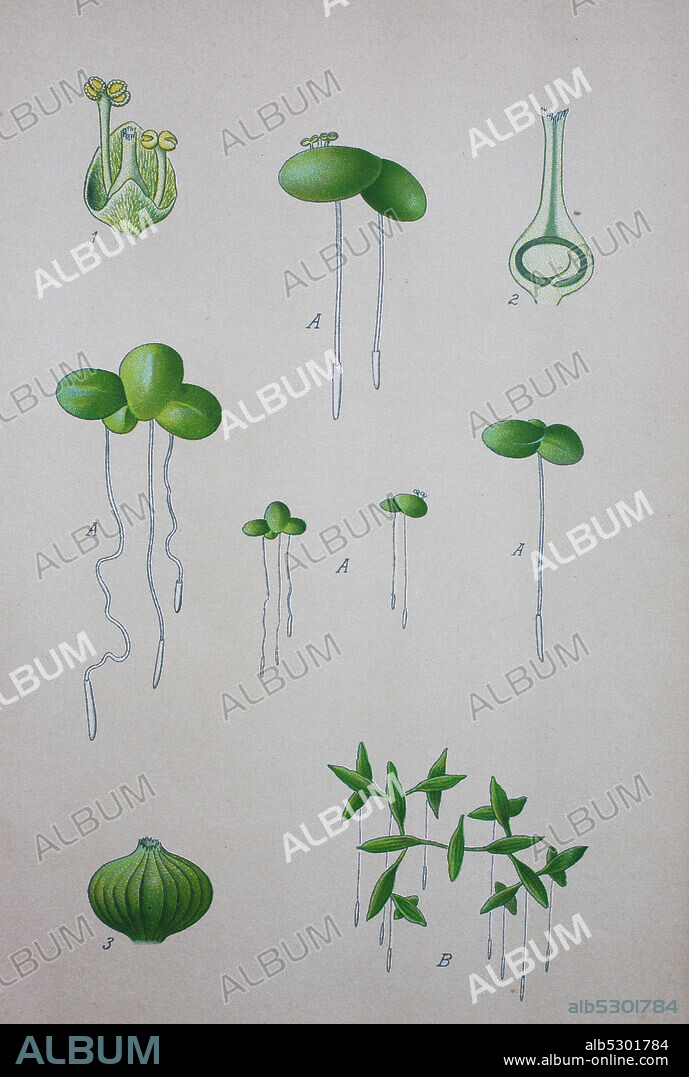 Lemna minor, the common duckweed or lesser duckweed, is an aquatic freshwater plant of the genus Lemna  /  Kleine Wasserlinse, digital improved reproduction of an original from the 19th century / digitale Reproduktion einer Originalvorlage aus dem 19. Jahrhundert.