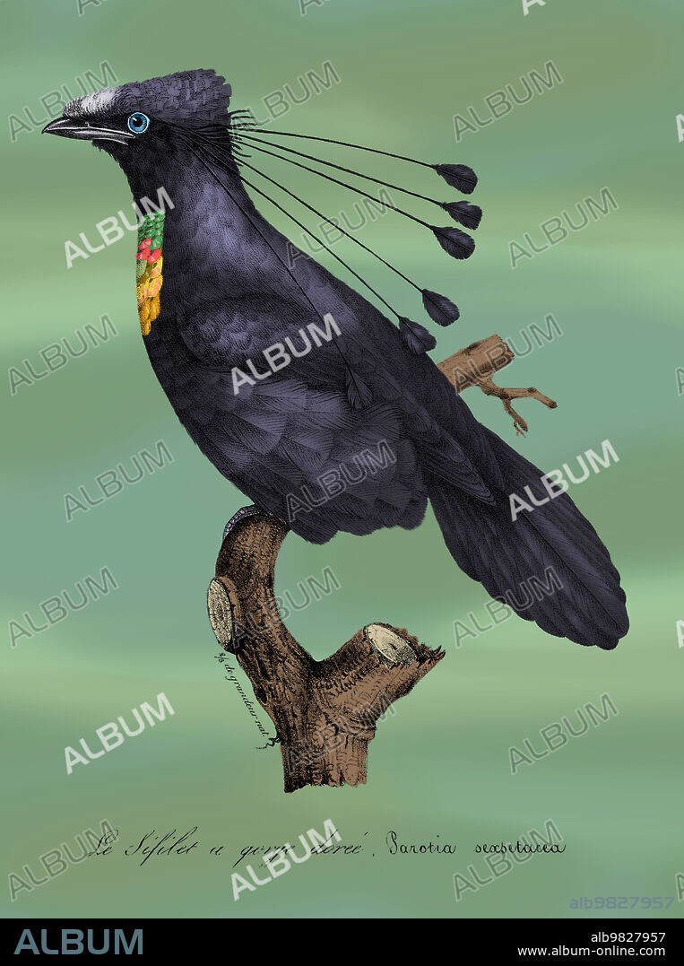Western Parotia