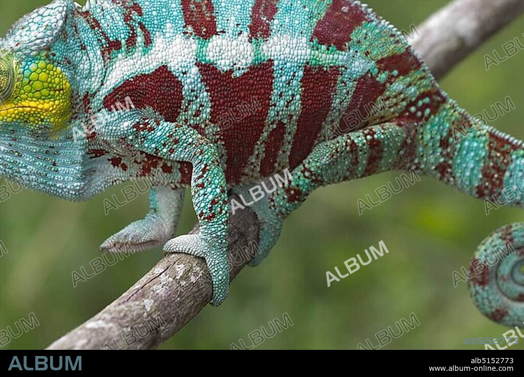 Panther Chameleon (Furcifer pardalis), male, near Ambanja, Northwest Madagascar, Madagascar, Africa.