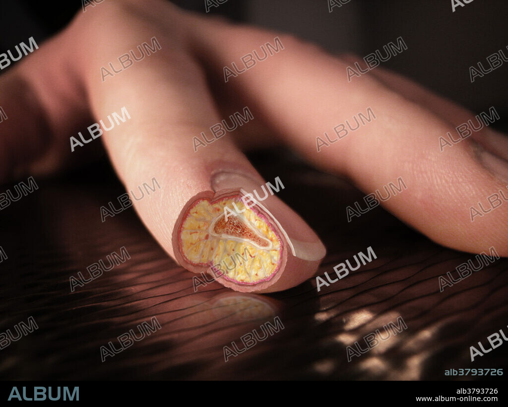 Cross-section of the human finger. The finger is made up of many layers of tissue which help to protect the underlying arteries, veins, nerves, and bone. The outer layers, the epidermis and dermis, provide a functional gripping surface and contain the nerves that sense tactile information, temperature and pain. Beneath these layers, a thick layer of fat cushions and insulates the rigid skeletal system and provides a soft bed for veins and arteries that nourish the surrounding tissues.