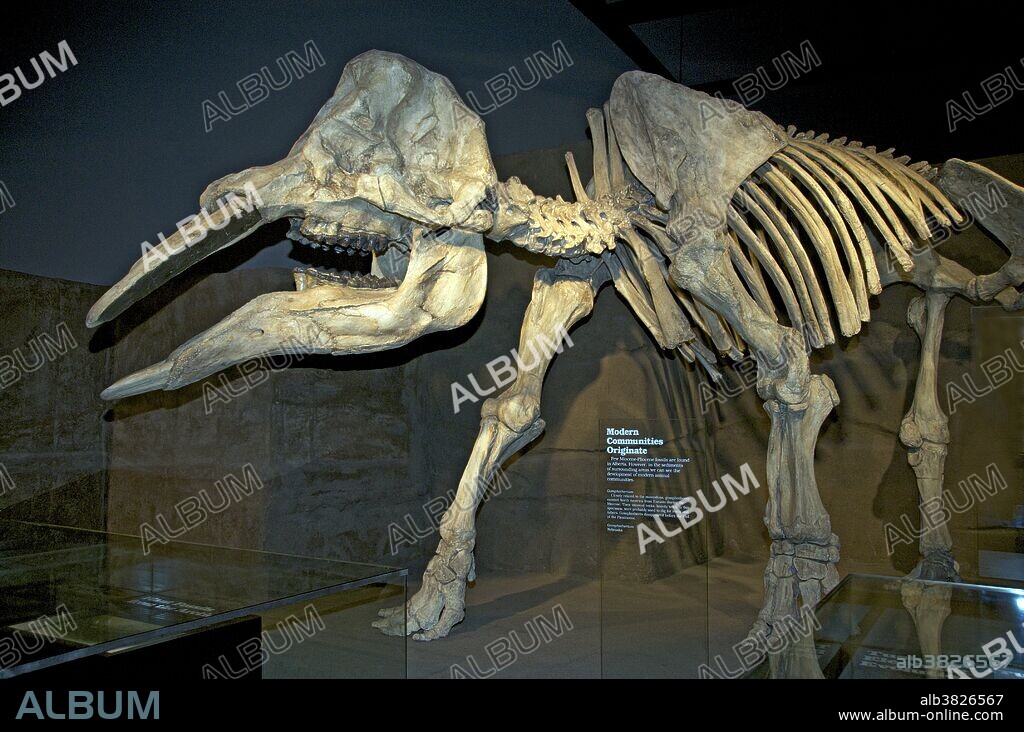 Gomphotherium, closely related to mastodons, disappeared before the end of the Pleistocene. The 3 m (10 ft) tall creature, also known as Trilophodon or Tetrabelodon, resembled a modern elephant but had four tusks instead of two: two on the upper jaw and two on the elongated lower jaw. The lower ones are parallel and shaped like a shovel and were probably used as such. Unlike modern elephants, the upper tusks were covered by a layer of enamel. These animals probably lived in swamps or near lakes, using their tusks to dig or scrape up aquatic vegetation. This specimen was found in Nebraska. Royal Tyrrell Museum, Alberta, Canada.
