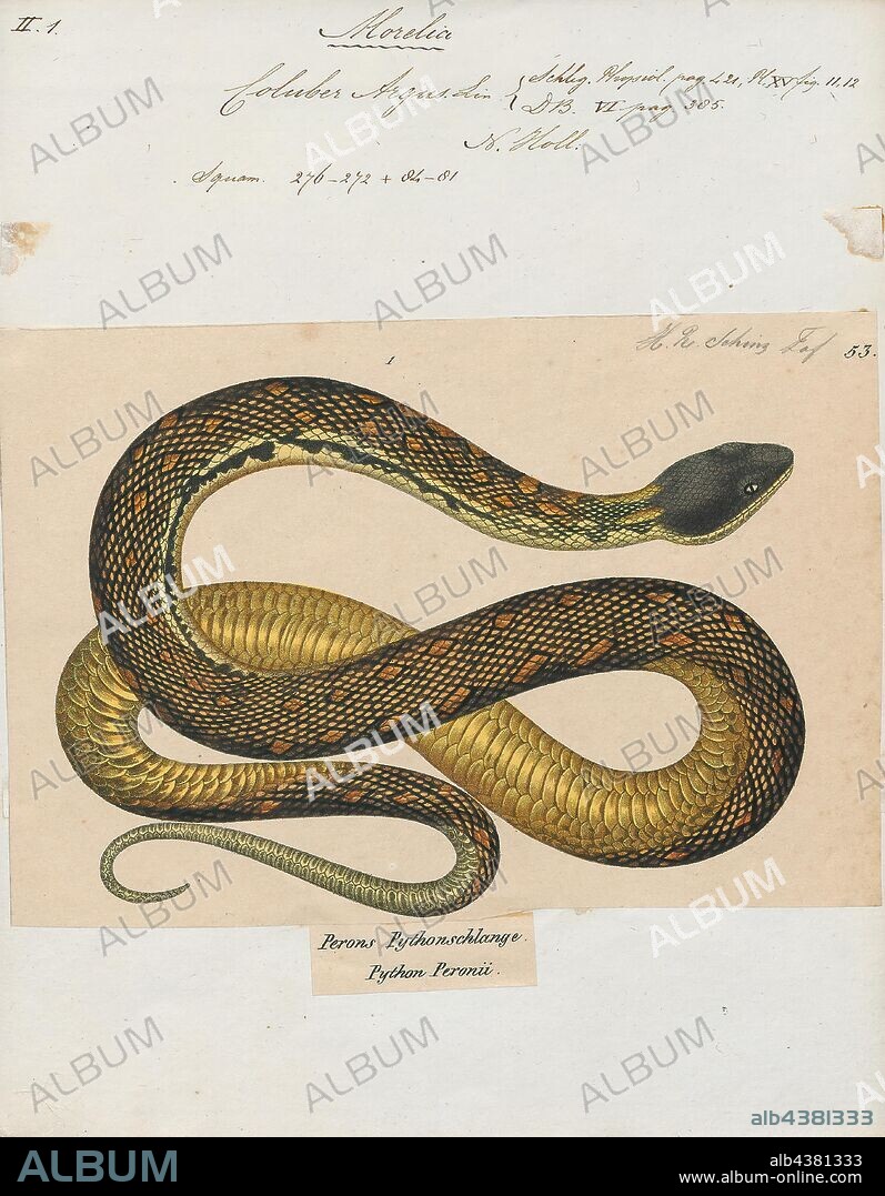 Coluber argus, Print, Morelia spilota, commonly referred to as the carpet python or diamond python, is a large snake of the family Pythonidae found in Australia, New Guinea (Indonesia and Papua New Guinea), Bismarck Archipelago, and the northern Solomon Islands. Many subspecies are described: ITIS lists six, the Reptile Database seven, and the IUCN eight., 1700-1880.