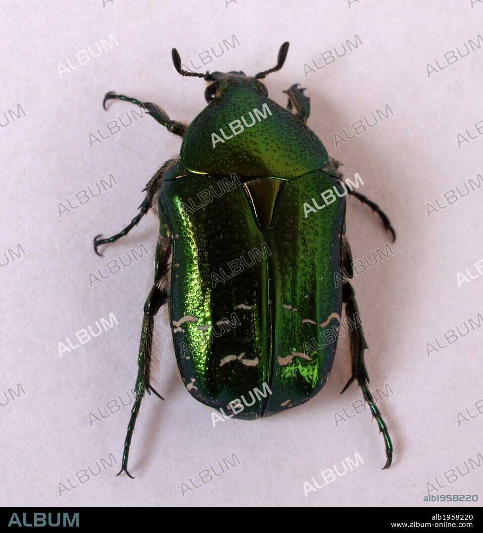 CETONIA (Cetonia aurata). Escarabajo coleoptero de color verde dorado brillante que se alimenta de polen.