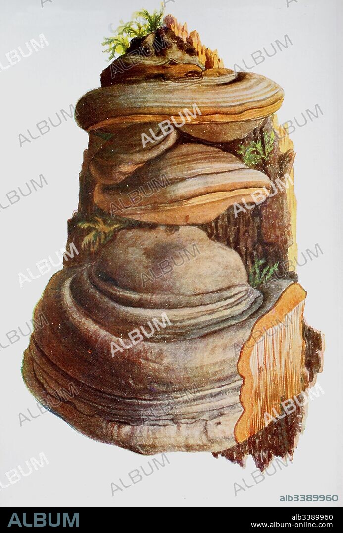 Fomes fomentarius (commonly known as the tinder fungus, false tinder fungus, hoof fungus, tinder conk, tinder polypore or ice man fungus) is a species of fungal plant pathogen, digital reproduction of an ilustration of Emil Doerstling (1859-1940).
