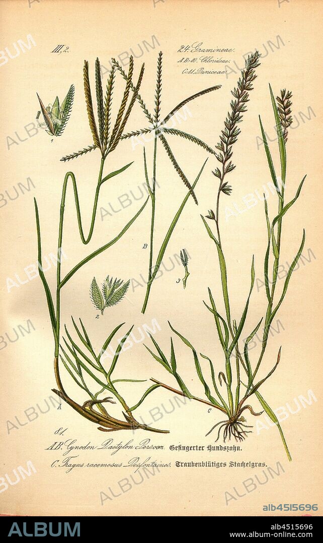 Fingered dog tooth and grape spiny prickly grass, A and B: Cynodon Dactylon Persoon - Finger-toothed or Hundszahngras, C: Tragus racemosus Desfontaines - Grapevine Grass, Family: 24. Gramineae, 10. Chlorideae (A, B), 11. Paniceae (C., Grasses, canine grasses, millet grasses, plate 81, after p. 176 (vol. 1), 1886, Otto Wilhelm Thomé: Prof. Dr. Thomé's Flora von Deutschland, Österreich und der Schweiz in Wort und Bild. Gera-Untermhaus: Verlag von Fr. Eugen Köhler, [1886].