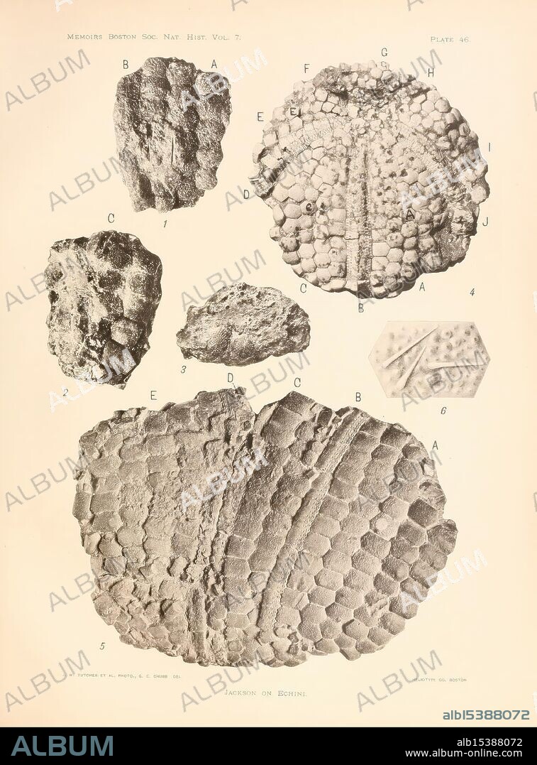 Phylogeny of the Echini, Boston, The Society, 1912, paleontology, Paleozoic, sea urchins, fossil, fossils, sea urchins, The image features a collection of detailed illustrations showcasing various types of echinoid tests, which are the hard outer shells of sea urchins. The specimens are labeled with letters and numbers for identification, indicating different morphological features. Each test displays unique textures and patterns, highlighting the intricate designs that characterize these marine organisms. The varying shapes and surfaces provide insight into their biological structure and evolutionary adaptations. Prominently, one specimen is rendered with an emphasis on its pentaradial symmetry, common among echinoderms, while others exhibit more irregular forms, suggesting a diverse range of species or developmental stages.