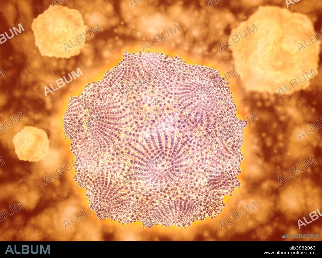 Microscopic view of Canine Parvovirus. Canine Parvovirus is a highly contagious viral disease that is one of the most common causes of diarrhea in dogs under 6 months of age.
