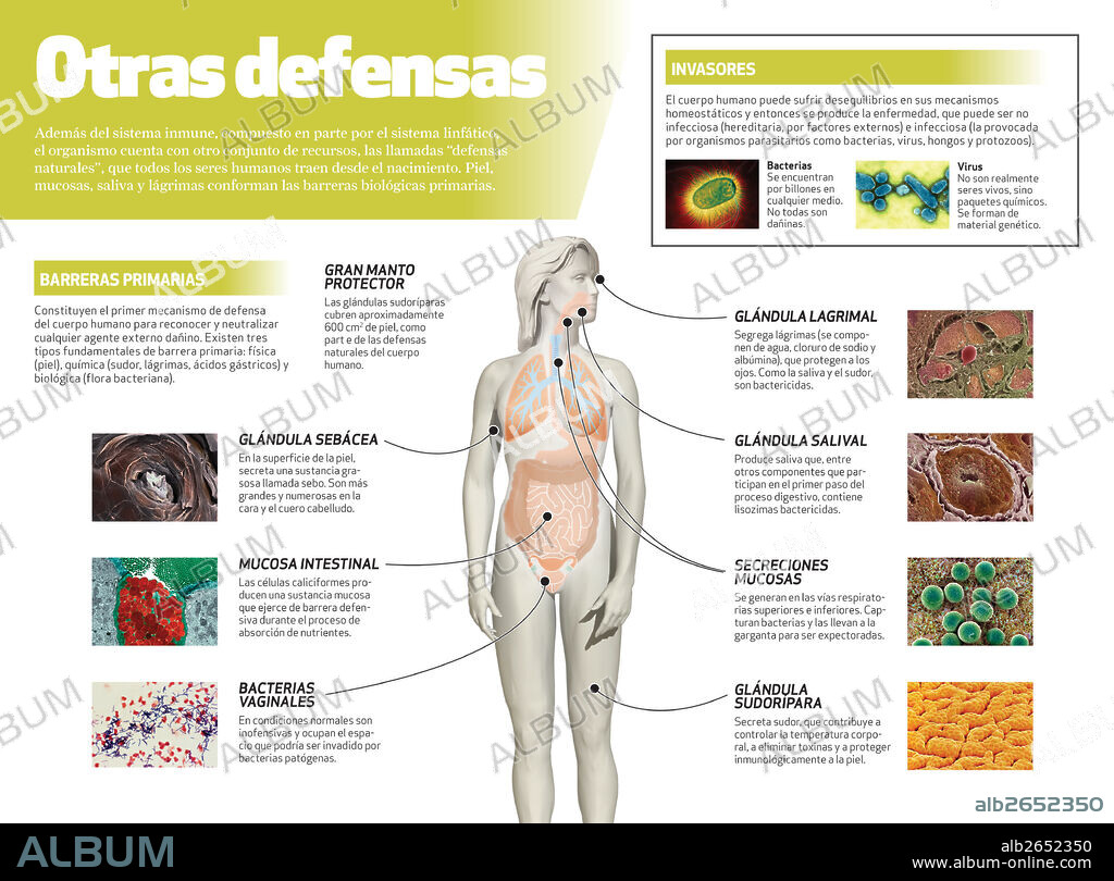 Otras defensas. Infografía de las llamadas “defensas naturales” del cuerpo humano, que además del sistema inmune, conforman las barreras biológicas primarias.