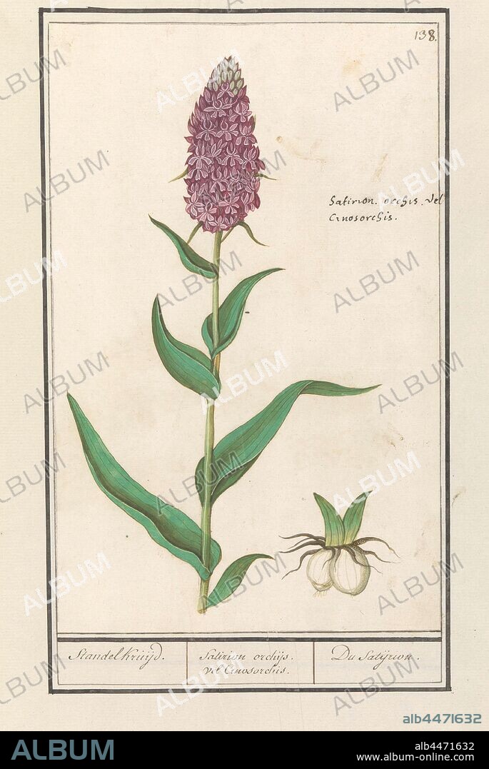 Broad orchis (Dactylorhiza majalis) Stallion. / Satirion orchis leaf Cinosorchis. / Du Satijrion. (title on object), Orchid, probably the broad orchis. Numbered top right: 138. Top right the Latin name. Part of the second album with drawings of flowers and plants. Ninth of twelve albums with drawings of animals, birds and plants known around 1600, commissioned by Emperor Rudolf II. With explanation in Dutch, Latin and French., Anselmus Boetius de Boodt, 1596 - 1610, paper, watercolor (paint), deck paint, ink, chalk, pen, h 270 mm × w 170 mm.