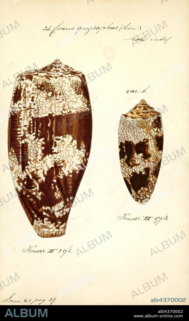 Conus geographus, Print, Conus geographus, popularly called the geography cone or the geographer cone, is a species of predatory cone snail. It lives in reefs of the tropical Indo-Pacific, and hunts small fish. Although all cone snails hunt and kill prey using venom, the venom of this species is potent enough to kill humans. Specimens should be handled with extreme caution.
